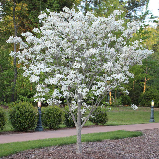 Cloud Nine Dogwood Tree