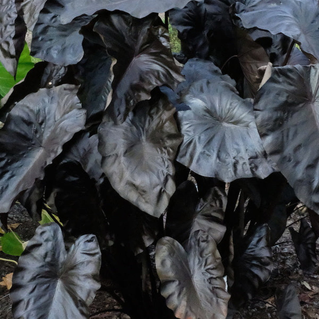 Black Coral Elephant Ear