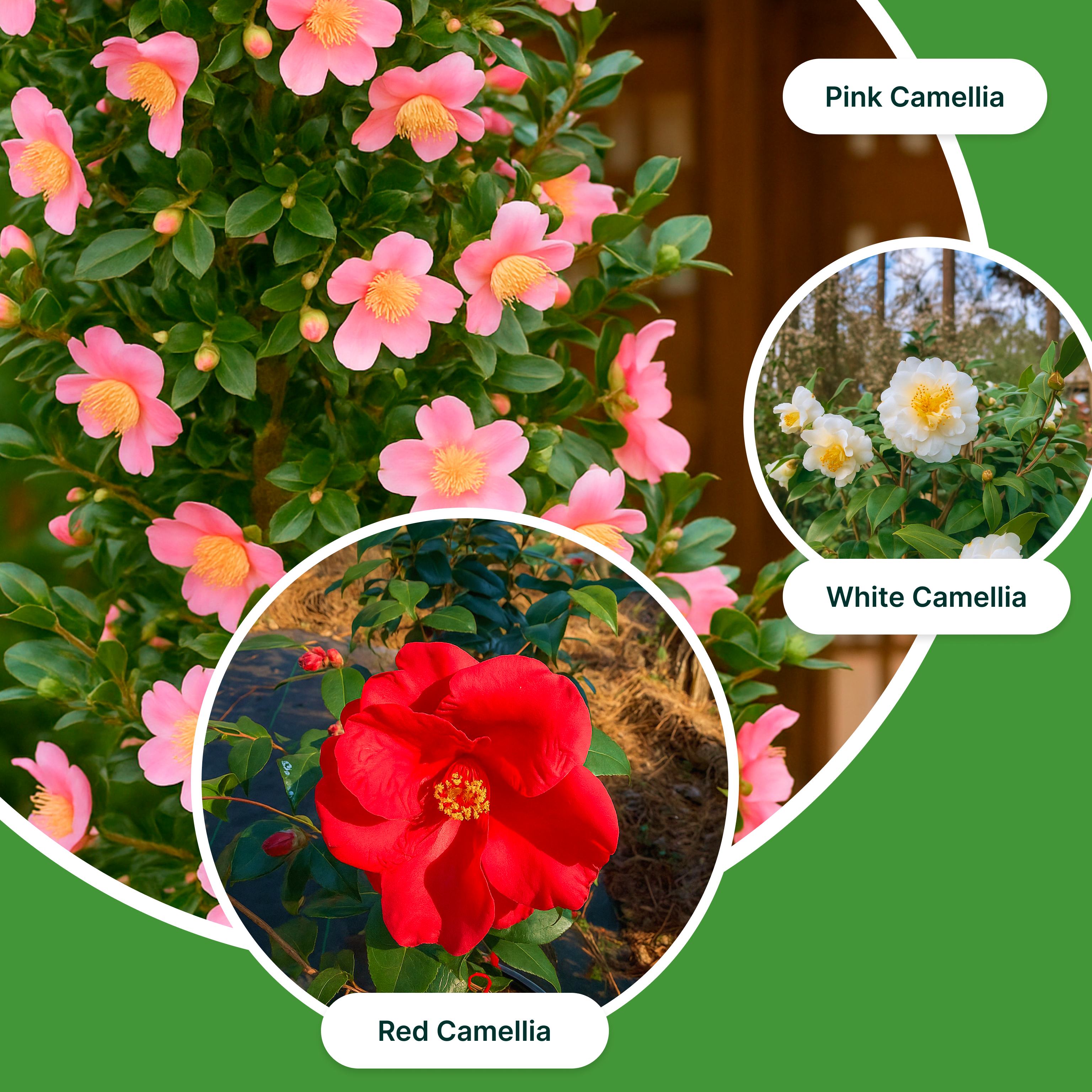 Camellia Color Burst Combo – White, Red & Pink Camellia Plants (1 Gallon Each)
