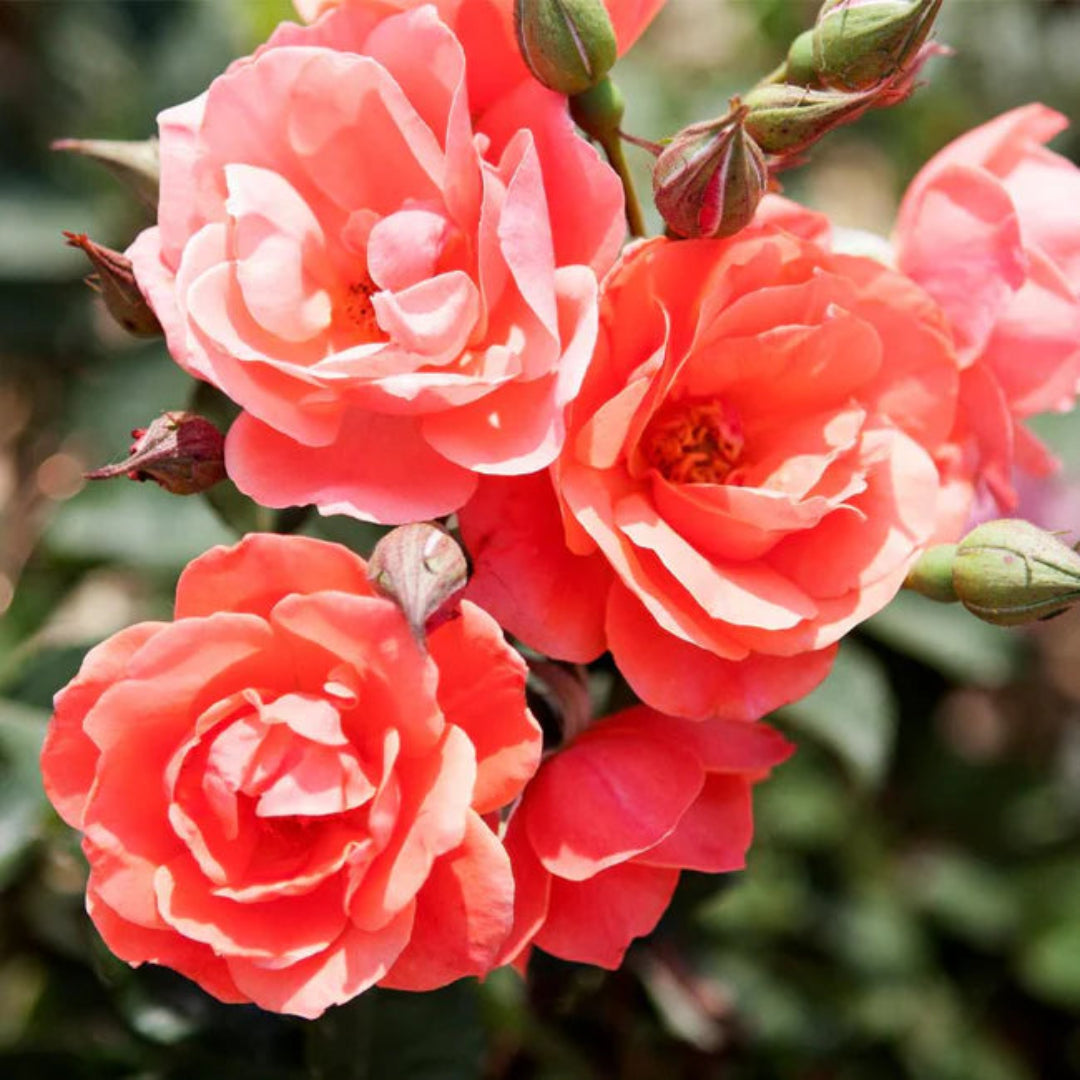 Coral Knock Out Rose