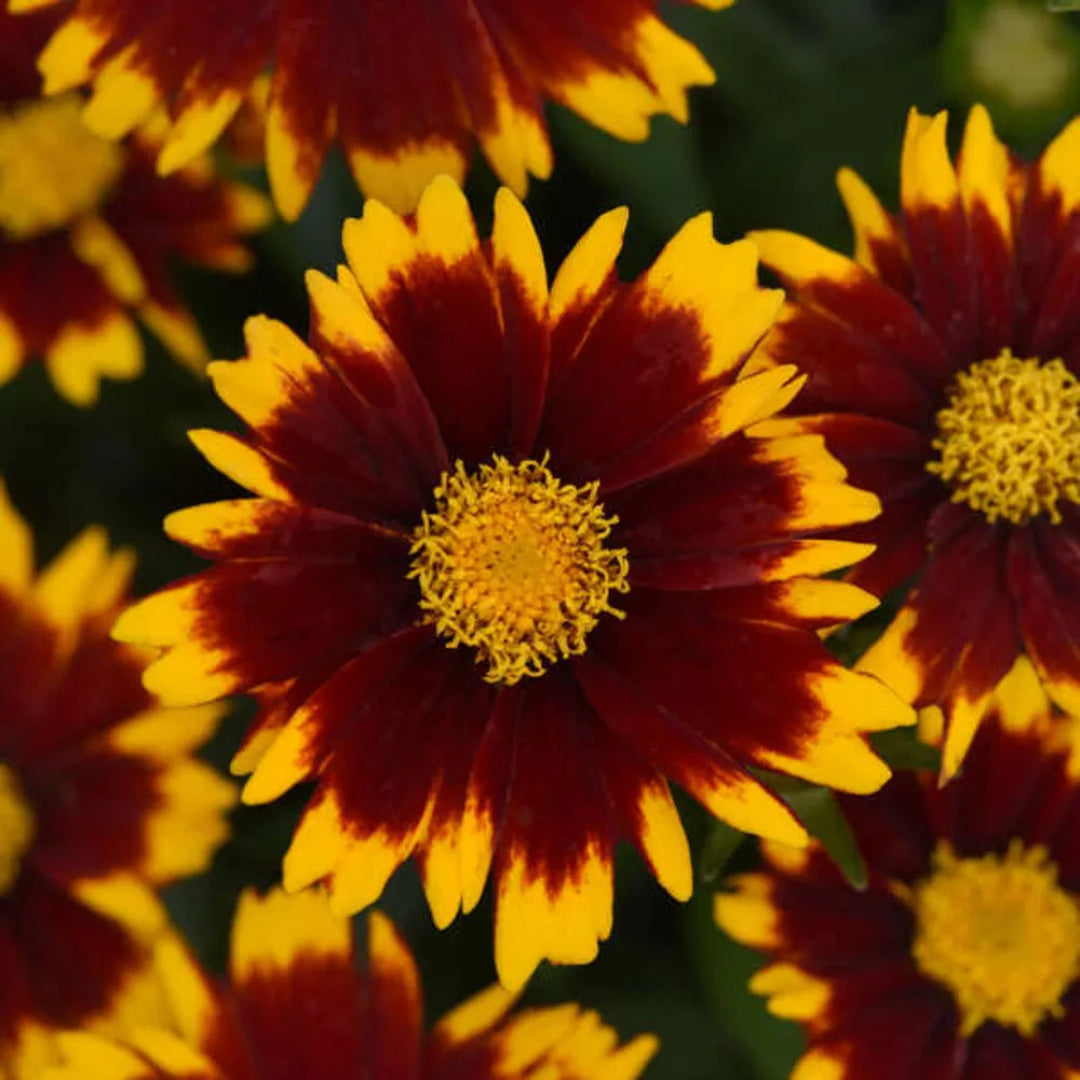 Coreopsis hybrida &