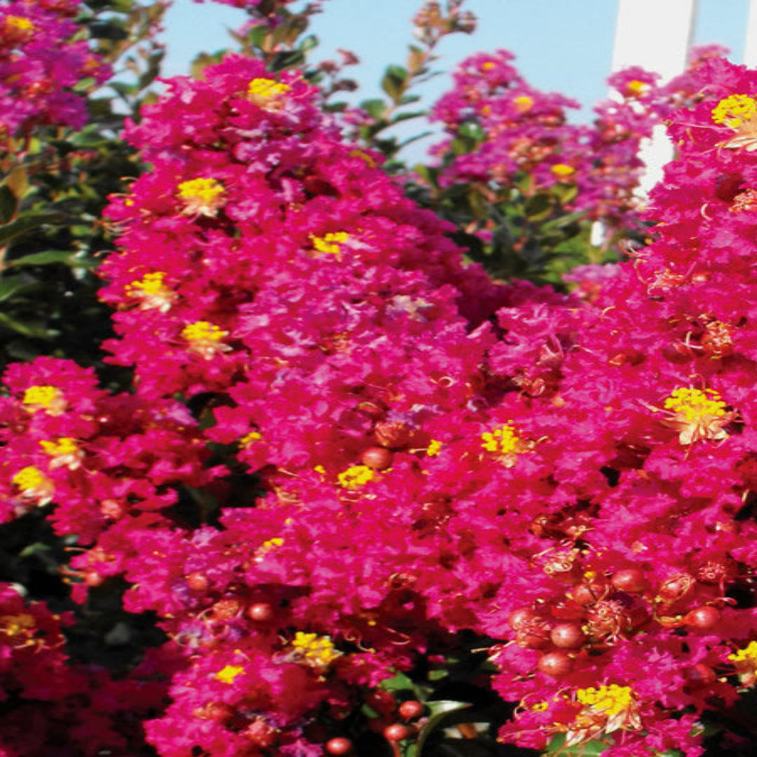 Berry Dazzle® Crape Myrtle