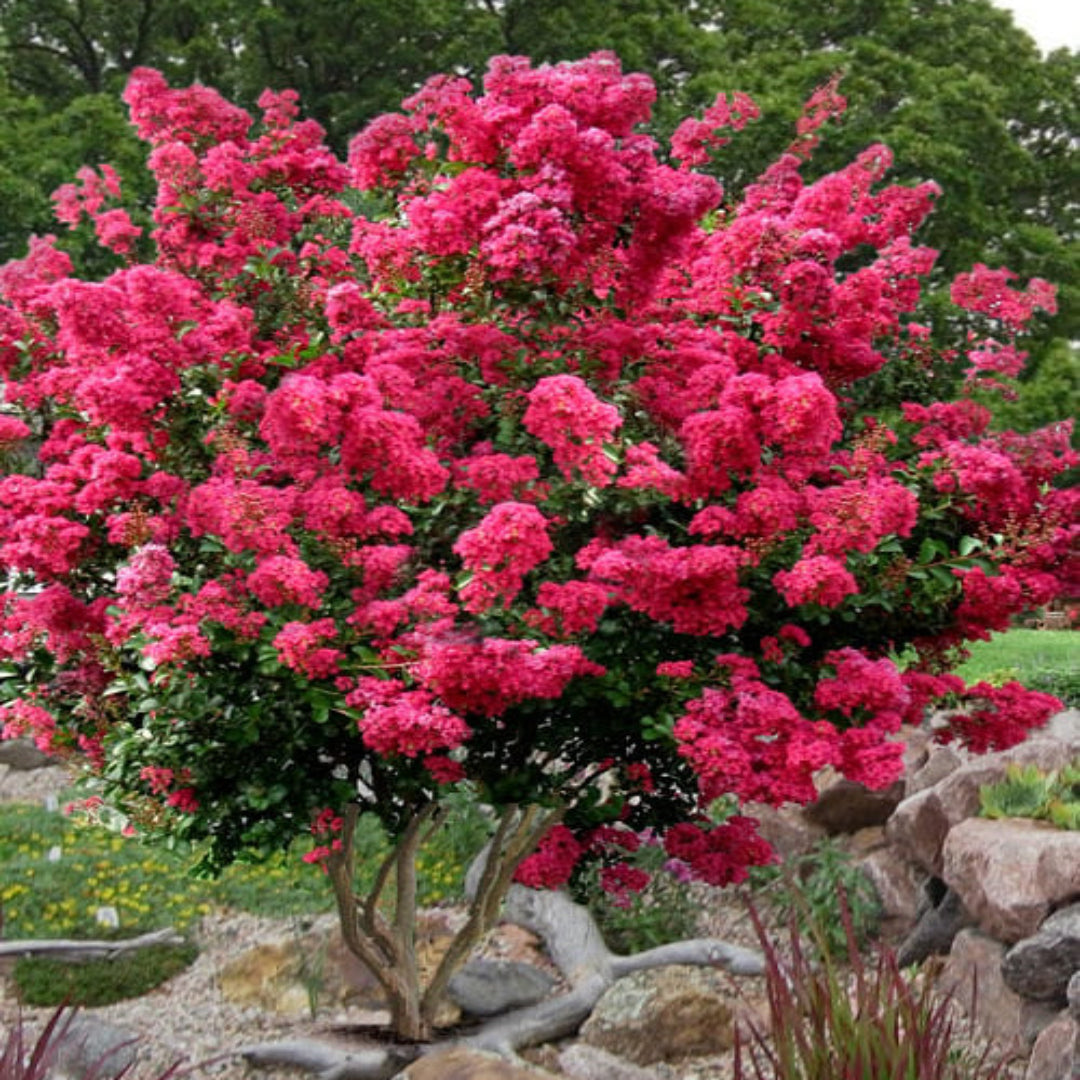Tonto Crape Myrtle