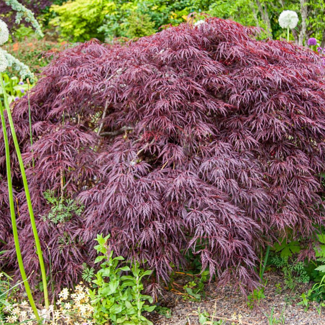 Crimson Princess Japanese Maple