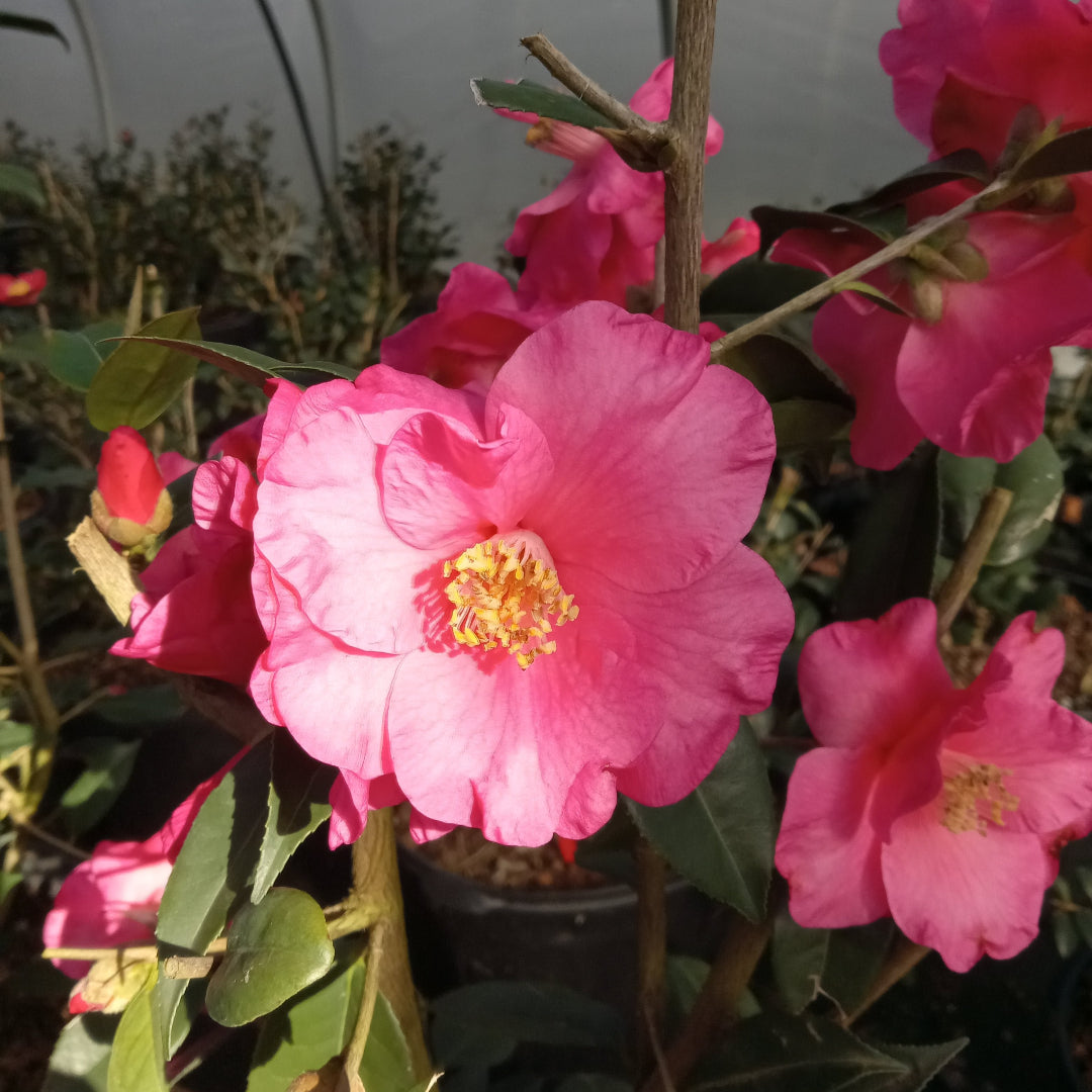 Camellia Crimson Candles