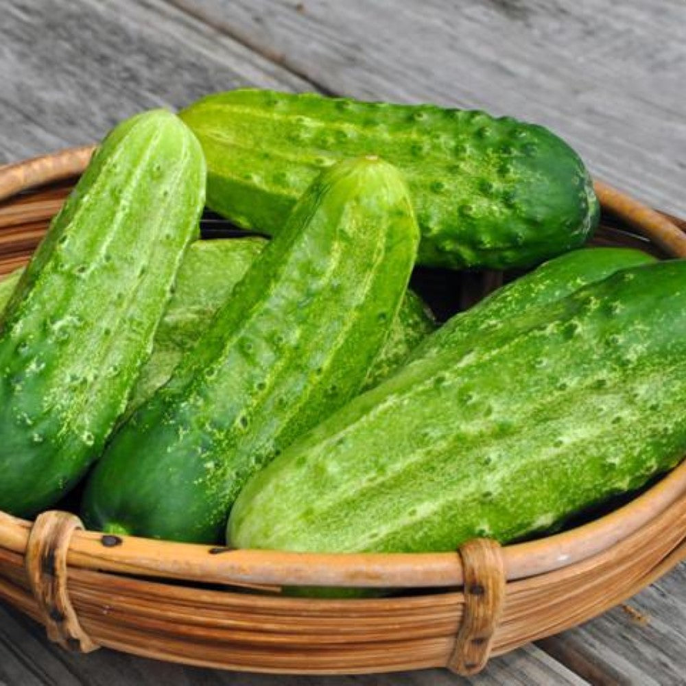 Pickling Cucumbers
