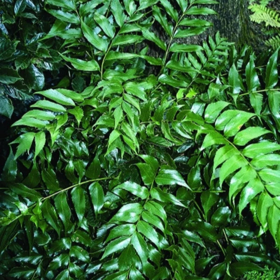 Japanese Holly Fern