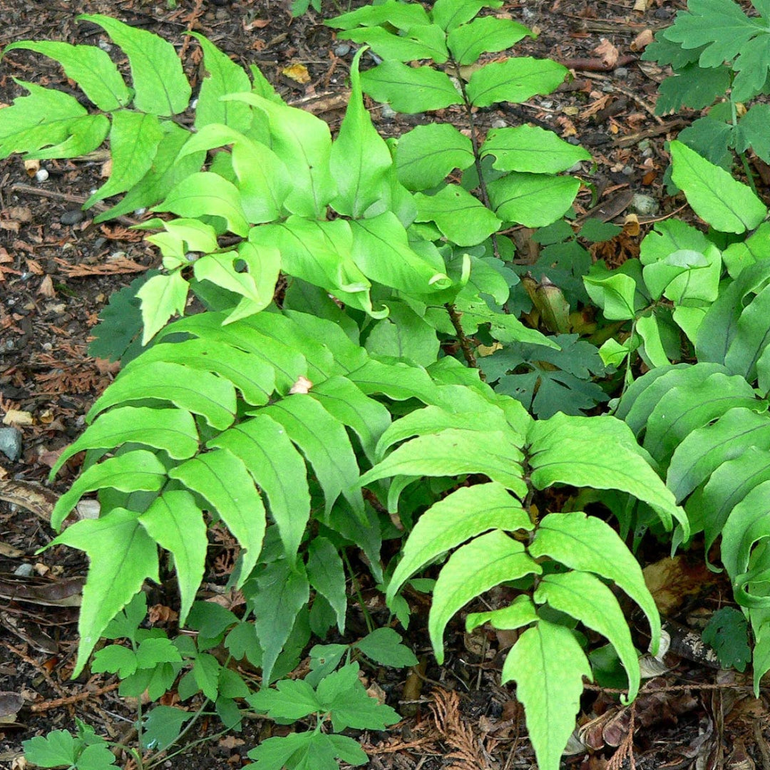 Japanese Holly Fern