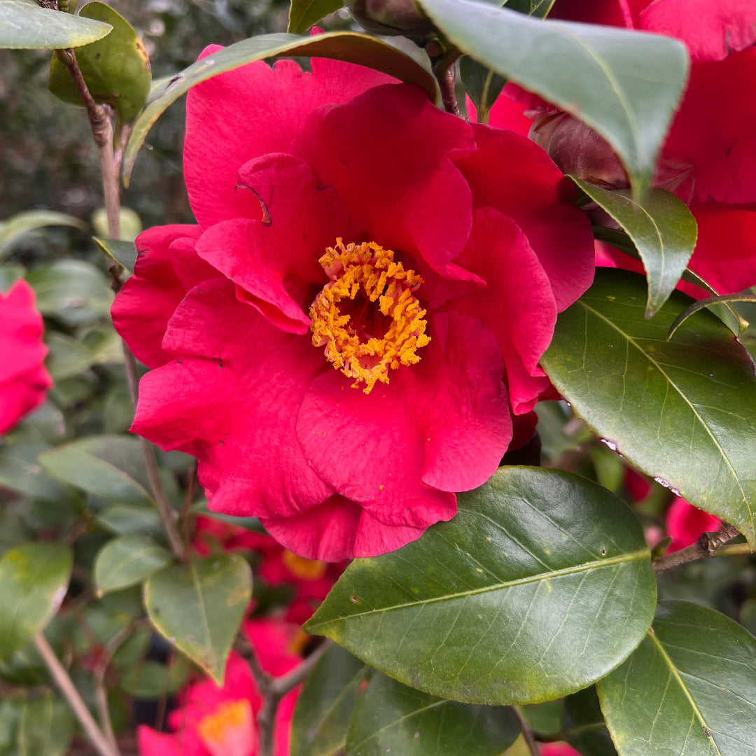 Camellia Dr J.C. Raulston