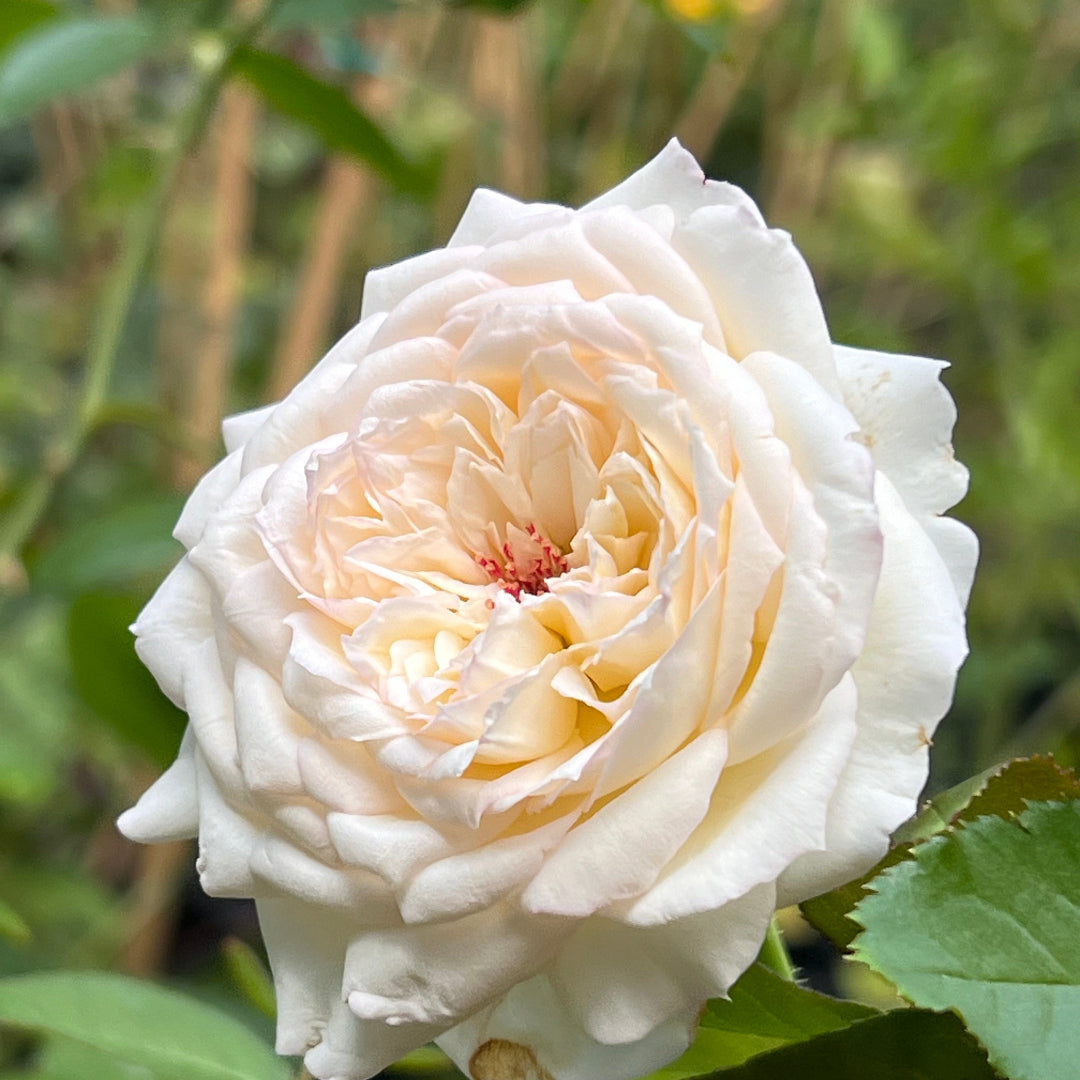 Bolero Rose