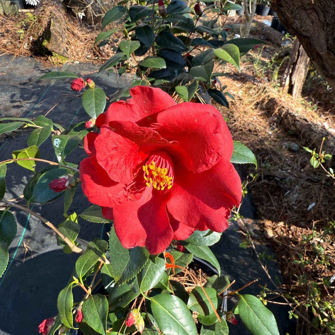 Royal Velvet Red Camellia Japonica