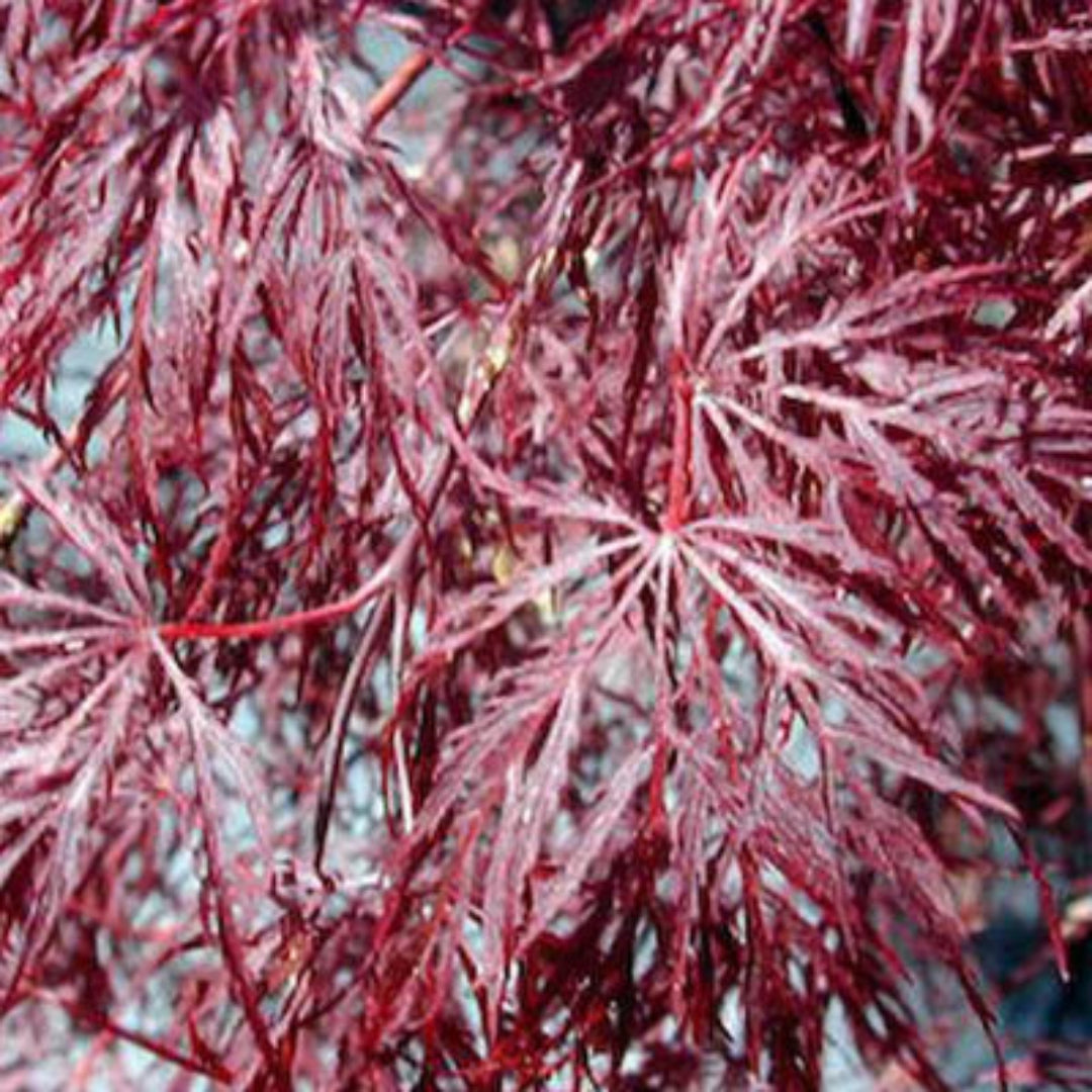Red Filigree Lace Japanese Maple