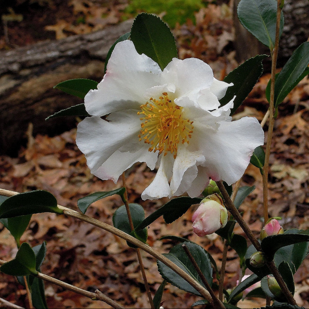 Northern Exposure Camellia