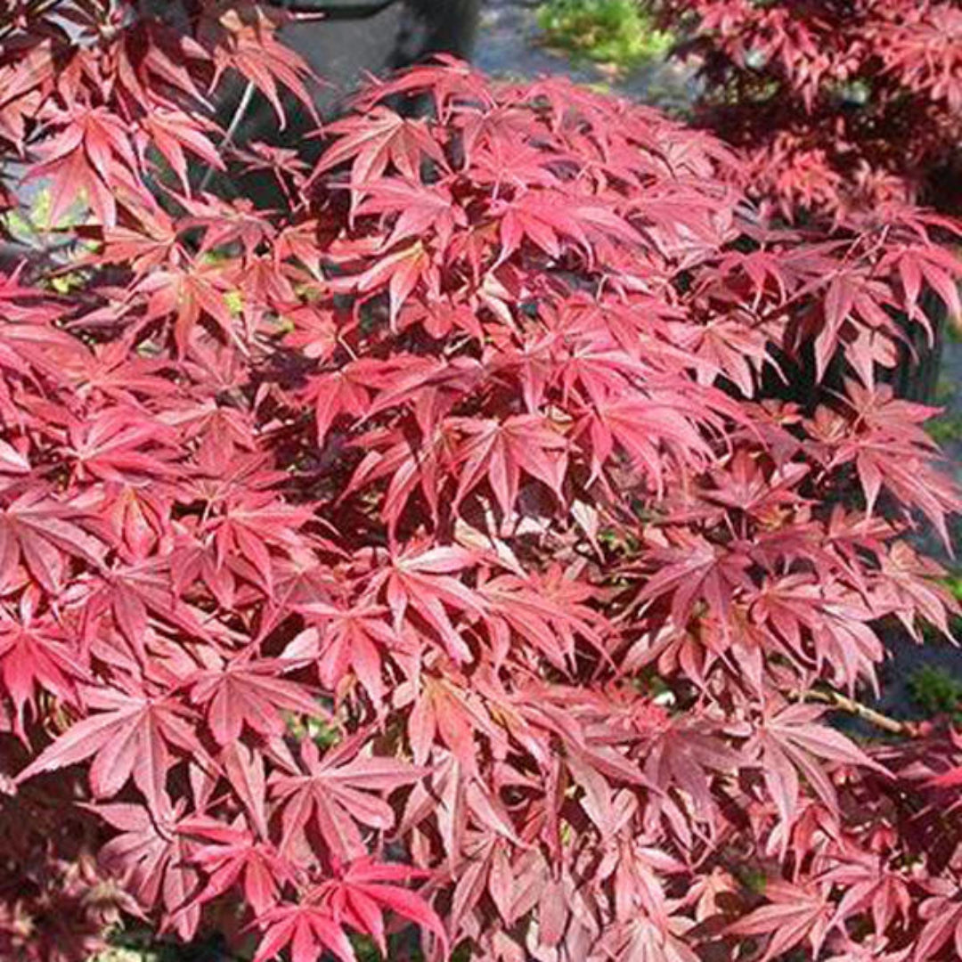 Skeeters Broom Japanese Maple