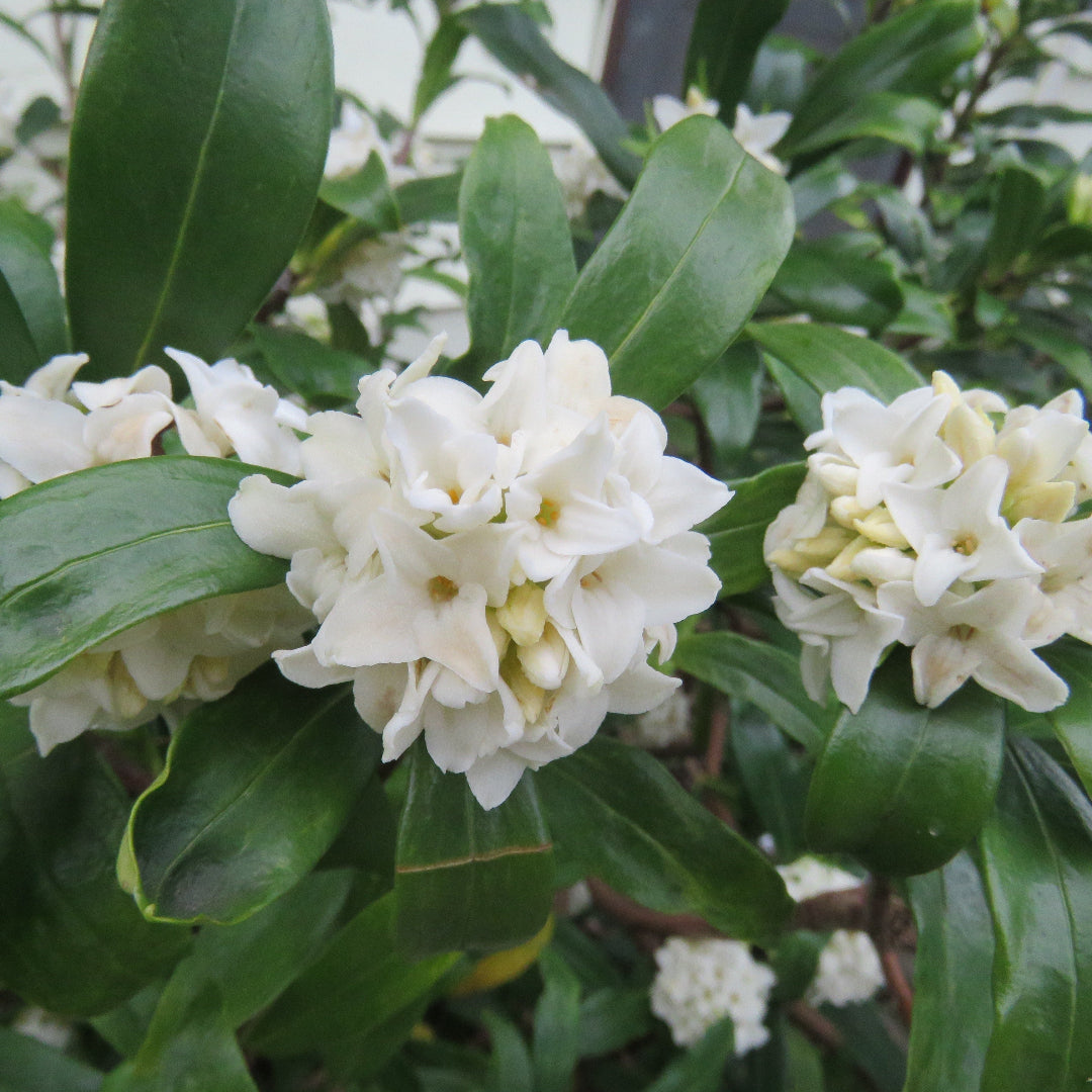 Daphne Marginata White