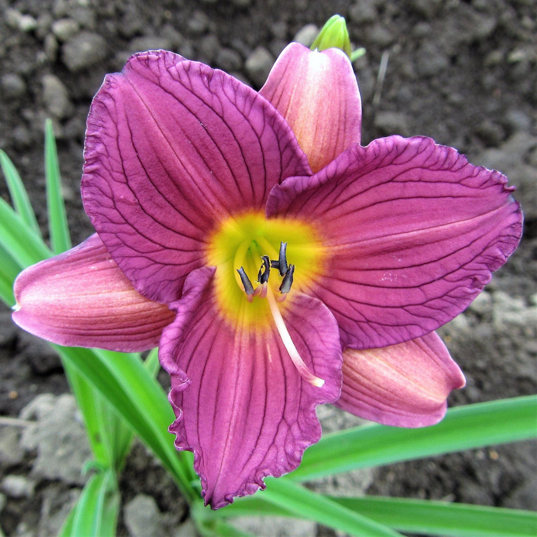 Hemerocallis &