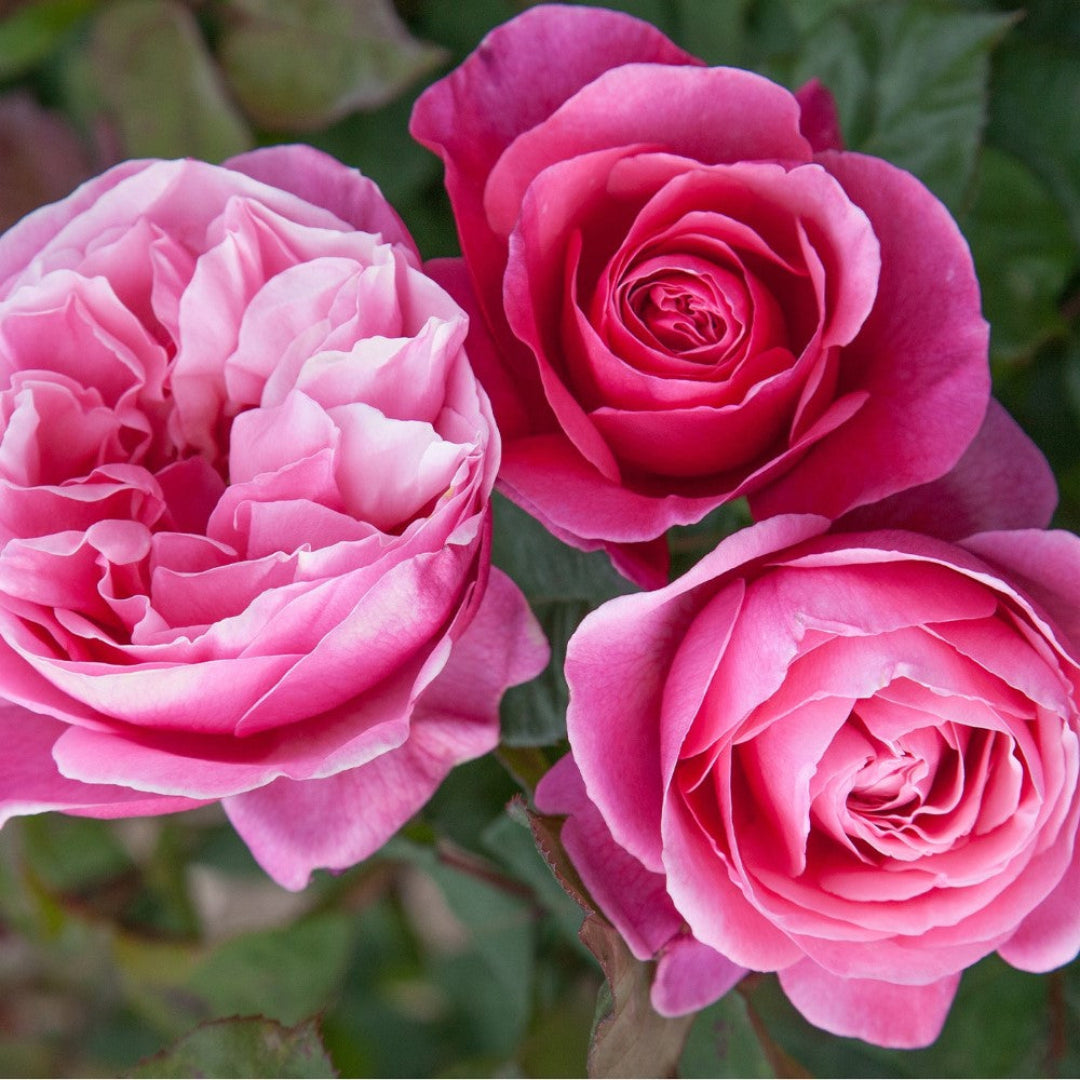 Dee-Lish Hybrid Tea Rose