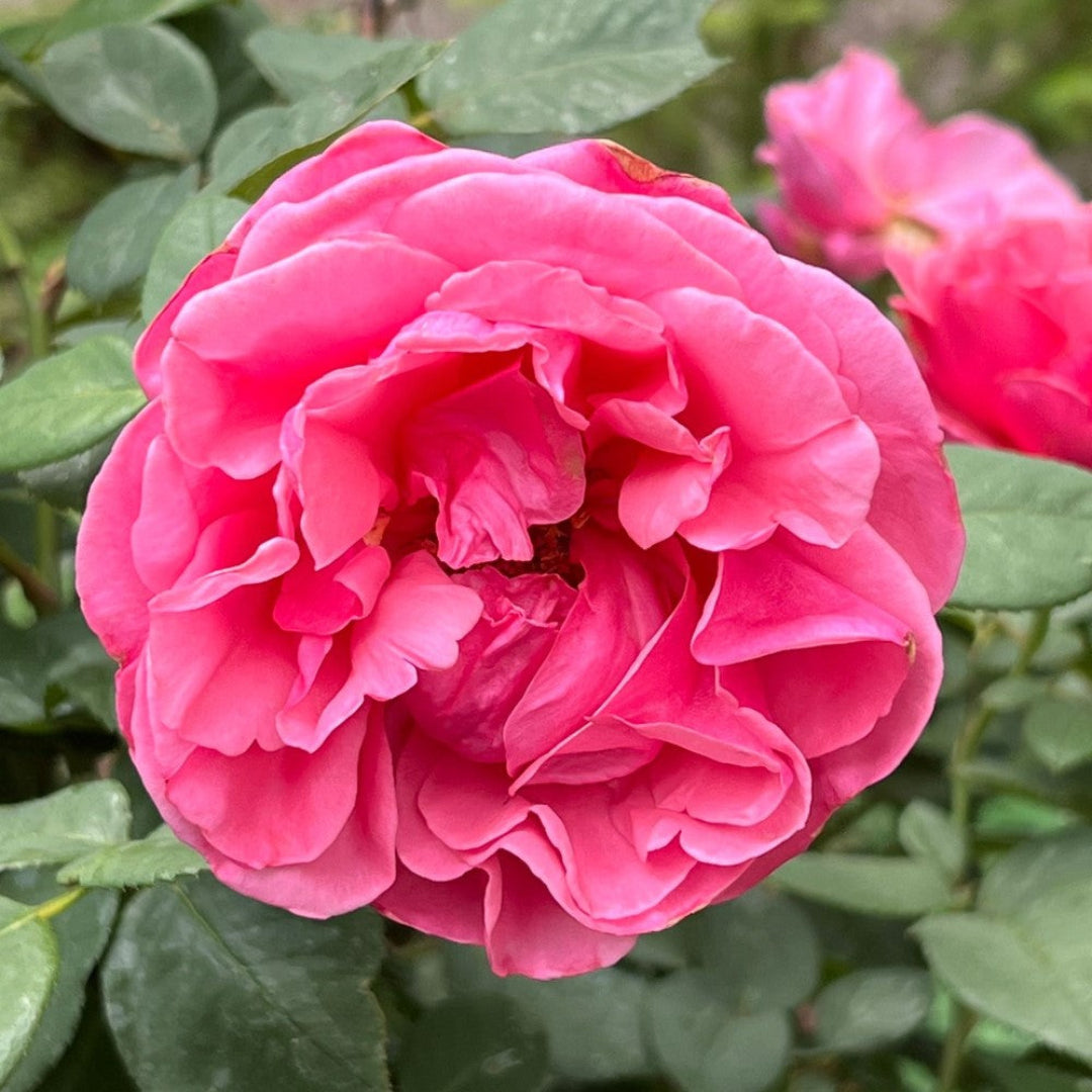 Dee-Lish Hybrid Tea Rose