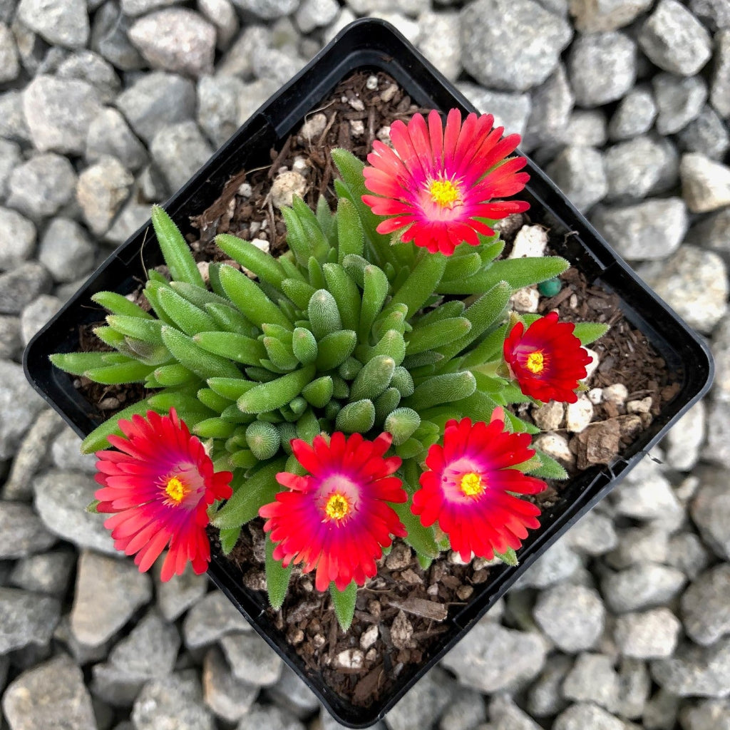 Delosperma Jewel of Desert Garnet&