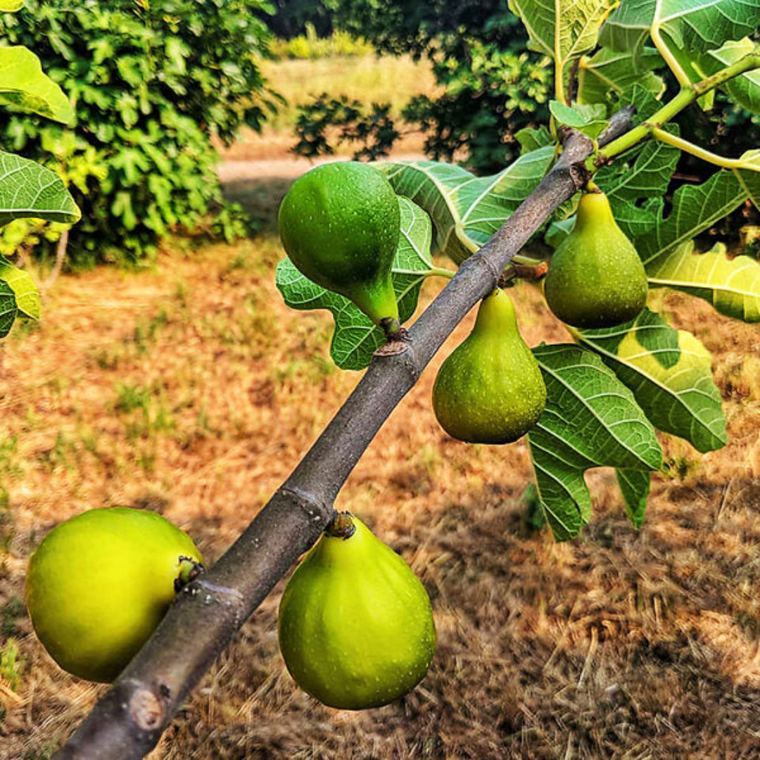 Desert King Fig Tree