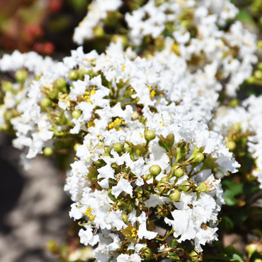 Diamond Dazzle Crape