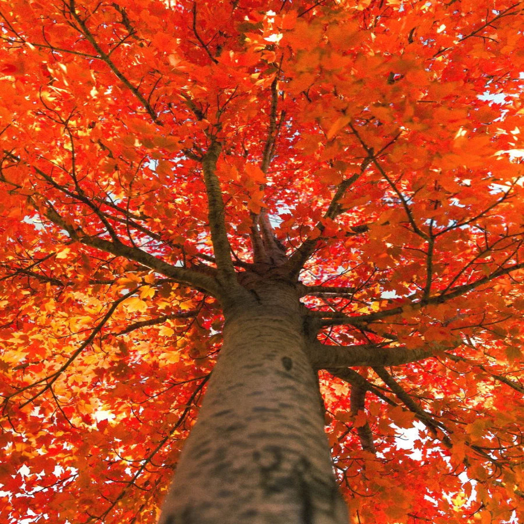 October Celebration Maple