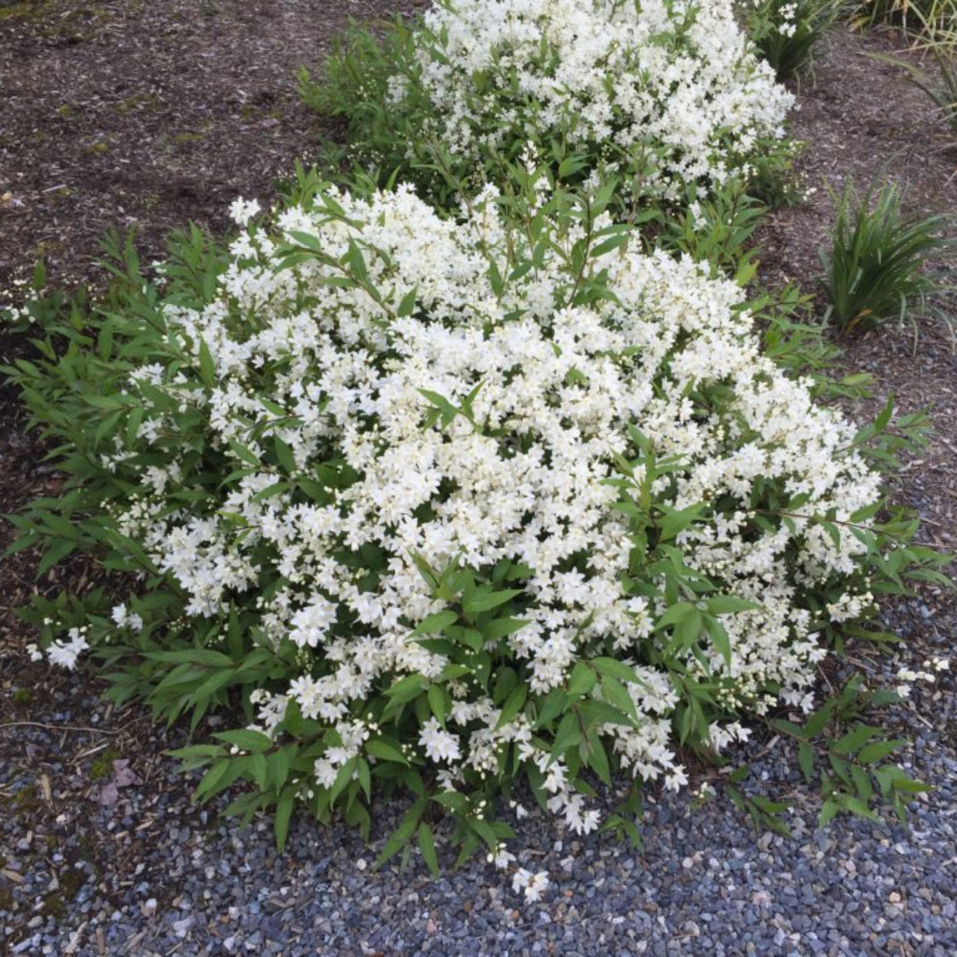 Deutzia Gracilis Slender