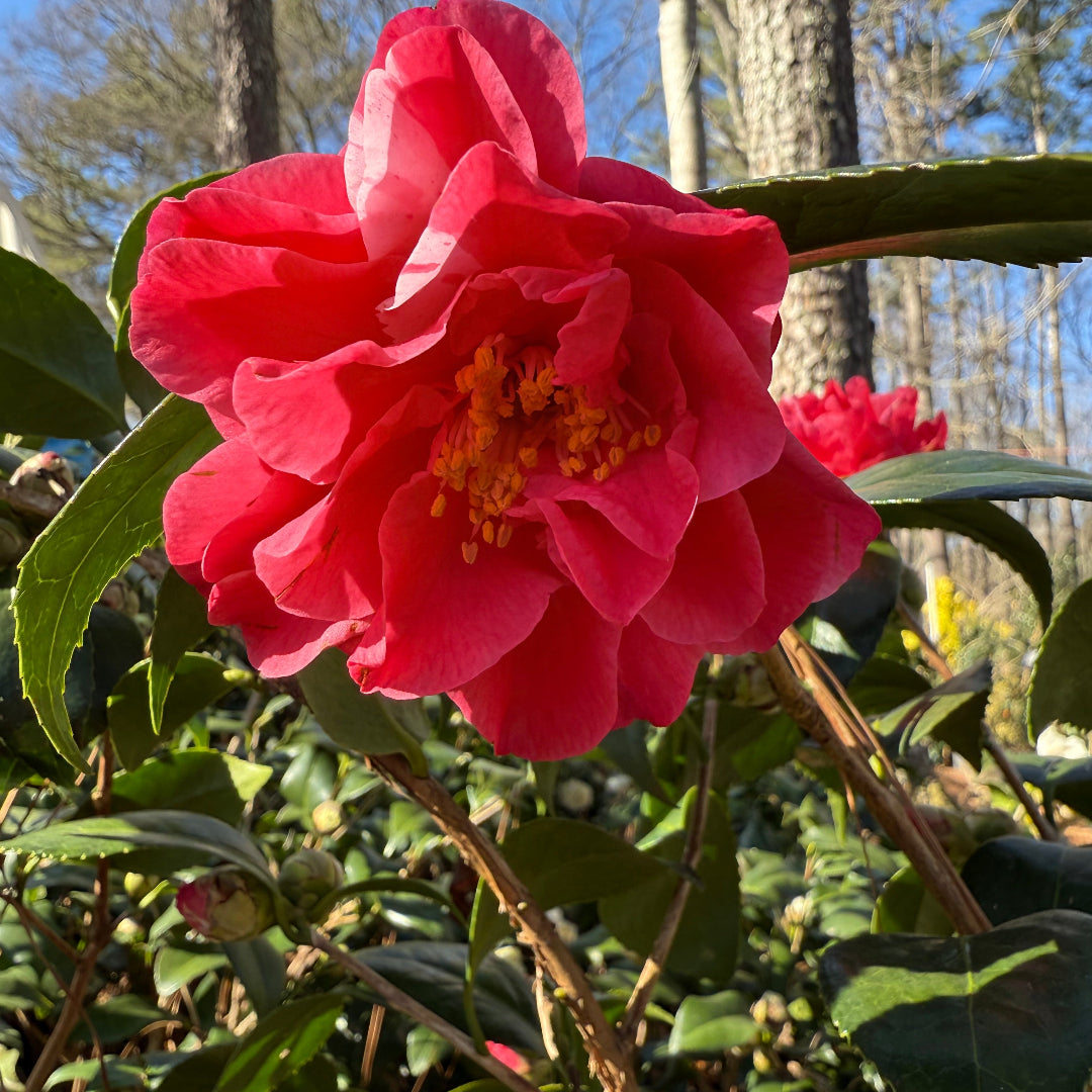 Lady Laura Camellia Japonica