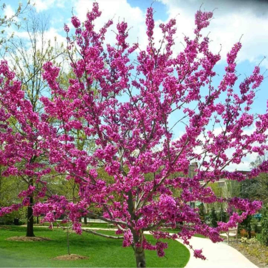 Redbud Tree