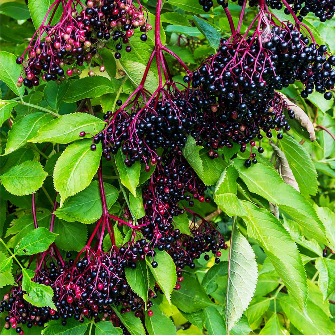 Adams Elderberry