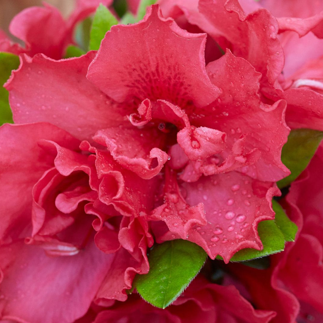 Azalea X Cherry Pinata Deja Bloom