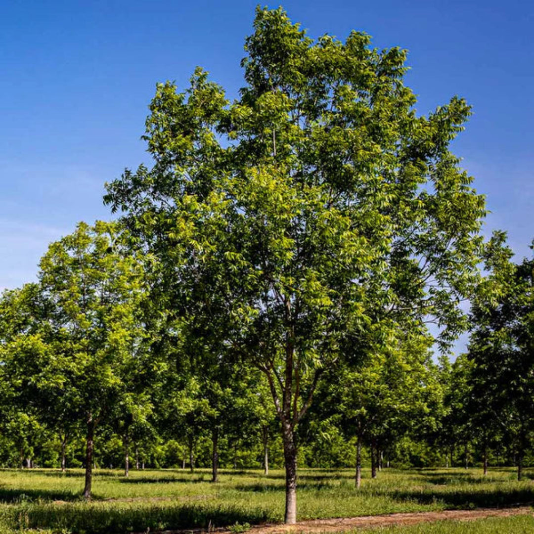 Elliot Pecan Tree a Small Nut,