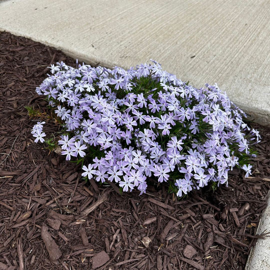 Creeping Phlox groundcover along sidewalk