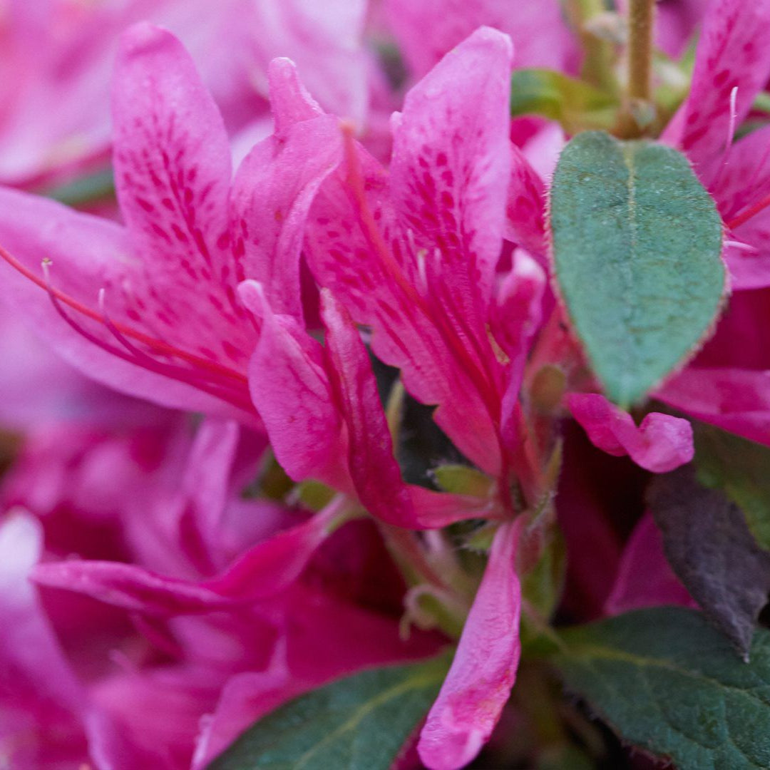 Azalea Pink Ribbons Deja Bloom
