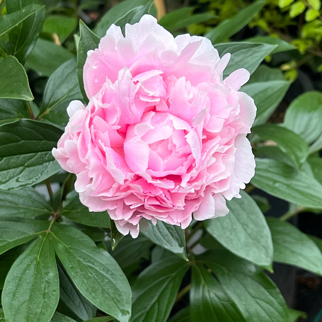 Peony Sarah Bernhardt