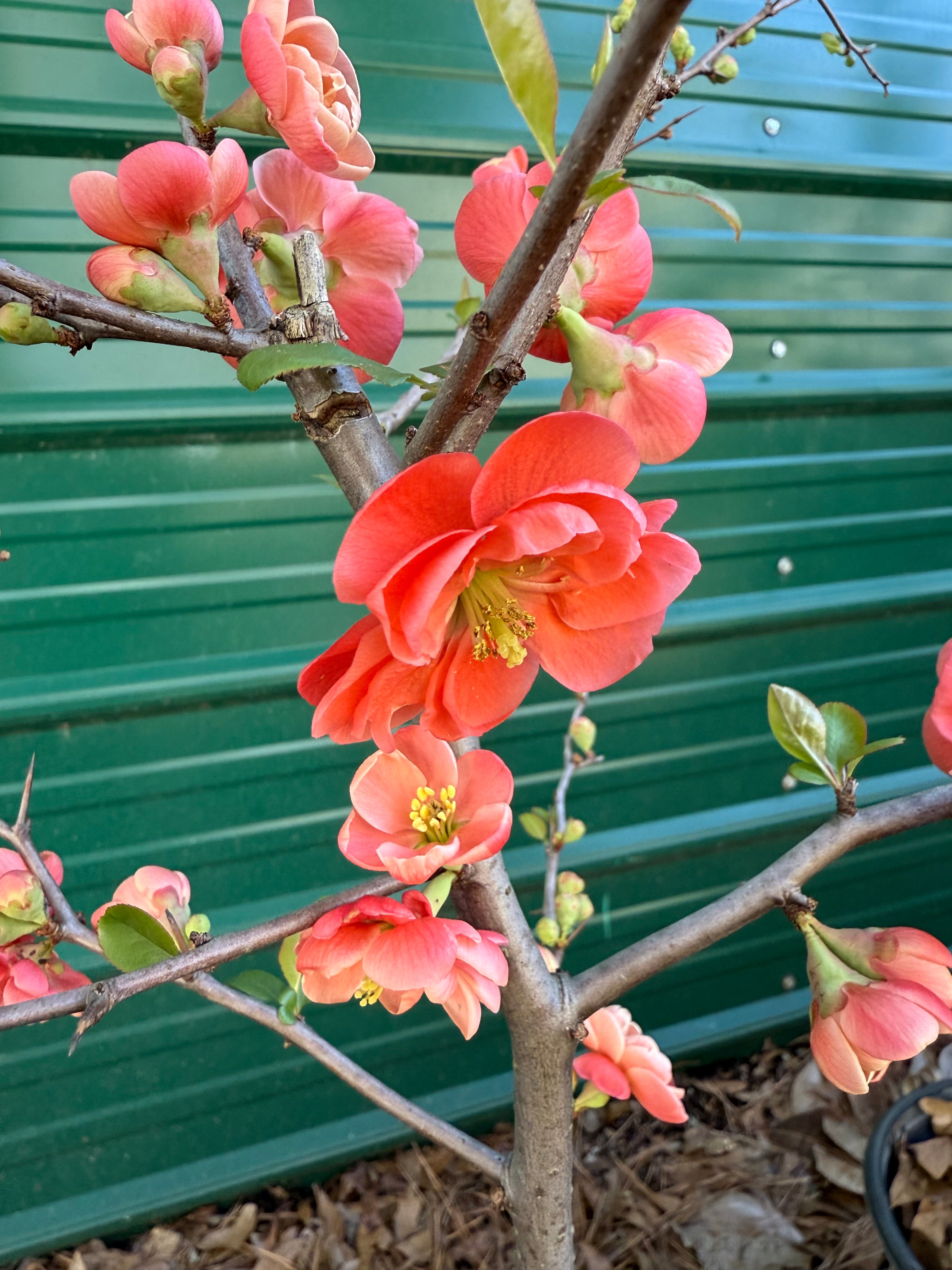 Chojuraku Flowering Quince