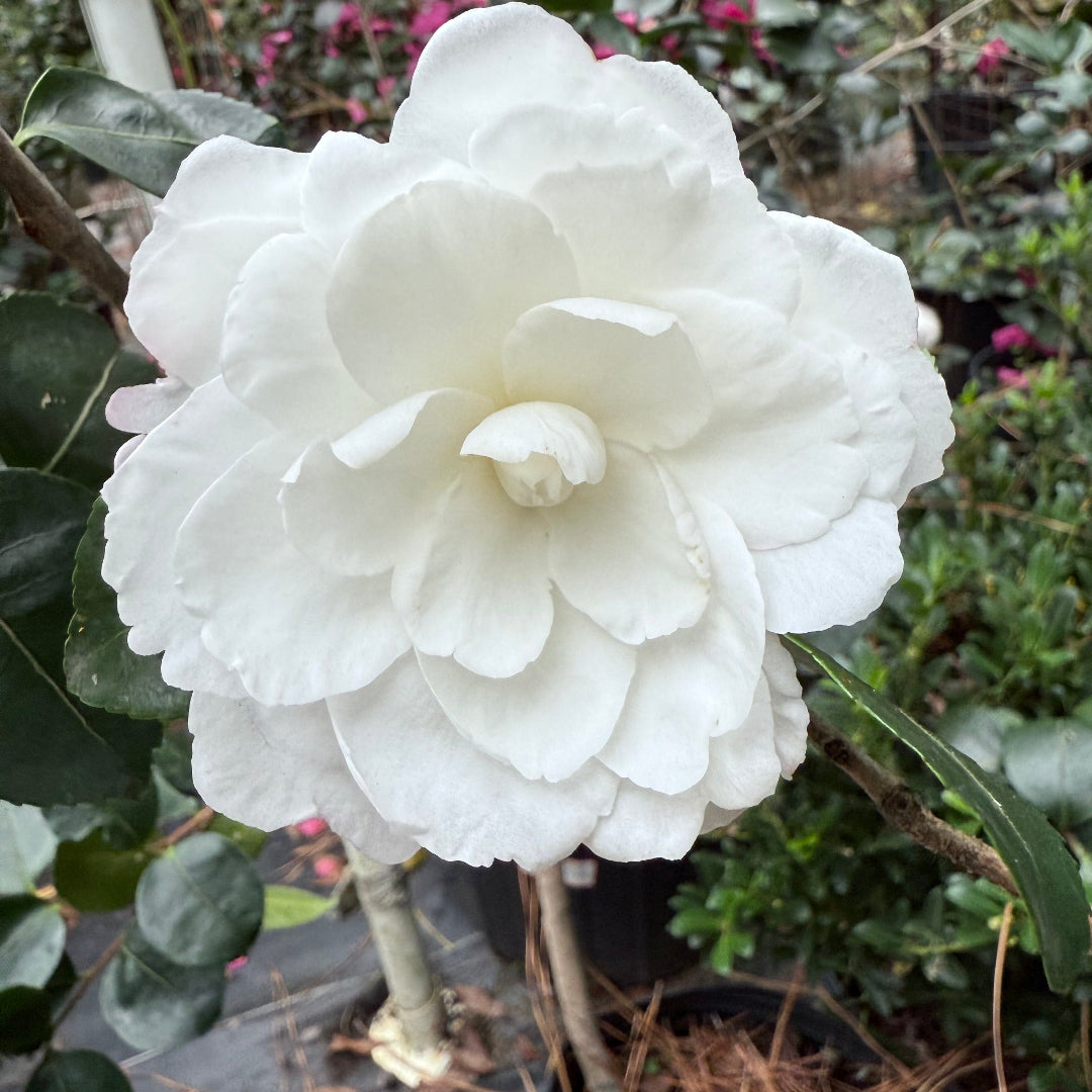 Seikaiha Camellia Sasanqua