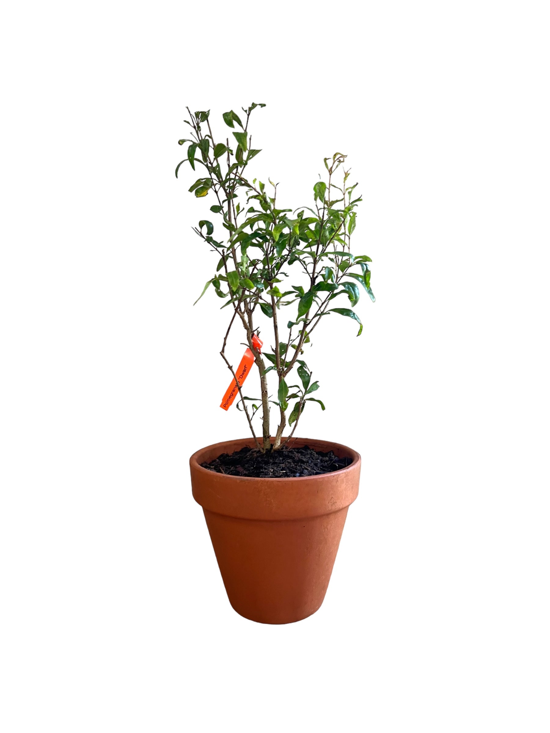 Bonsai Pomegranate (Live Plant)