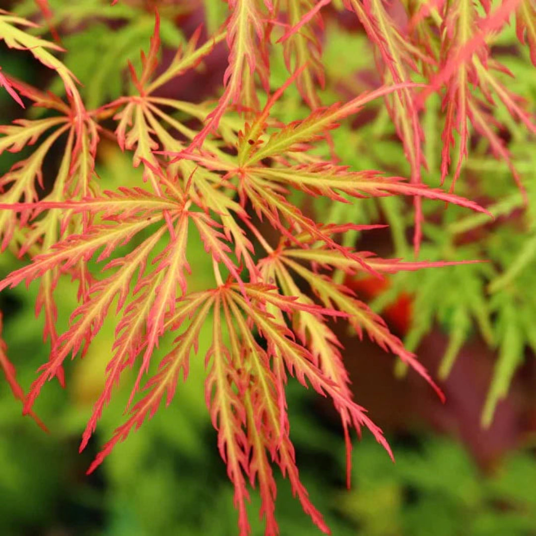 Baldsmith Japanese Maple