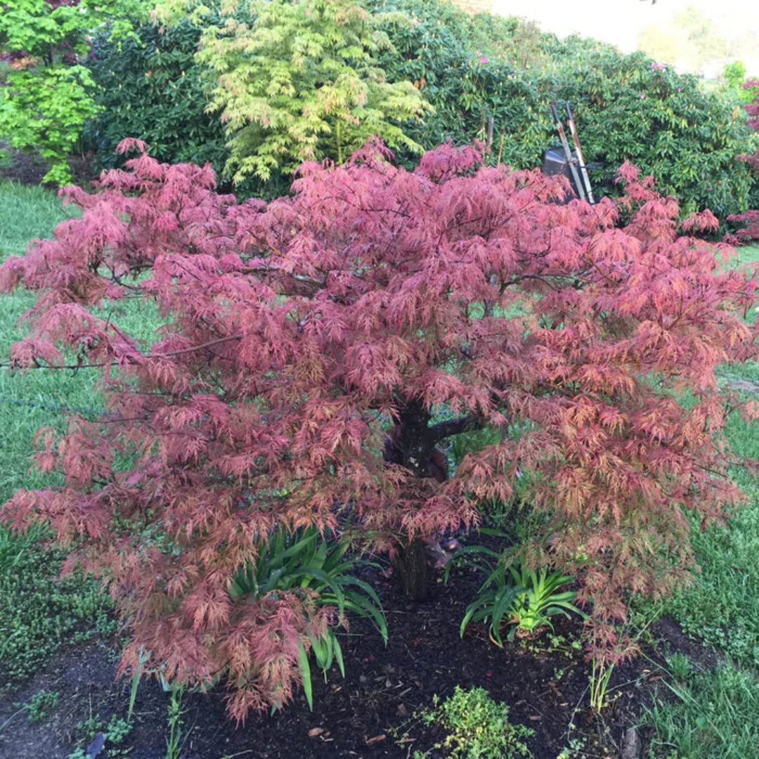 Baldsmith Japanese Maple