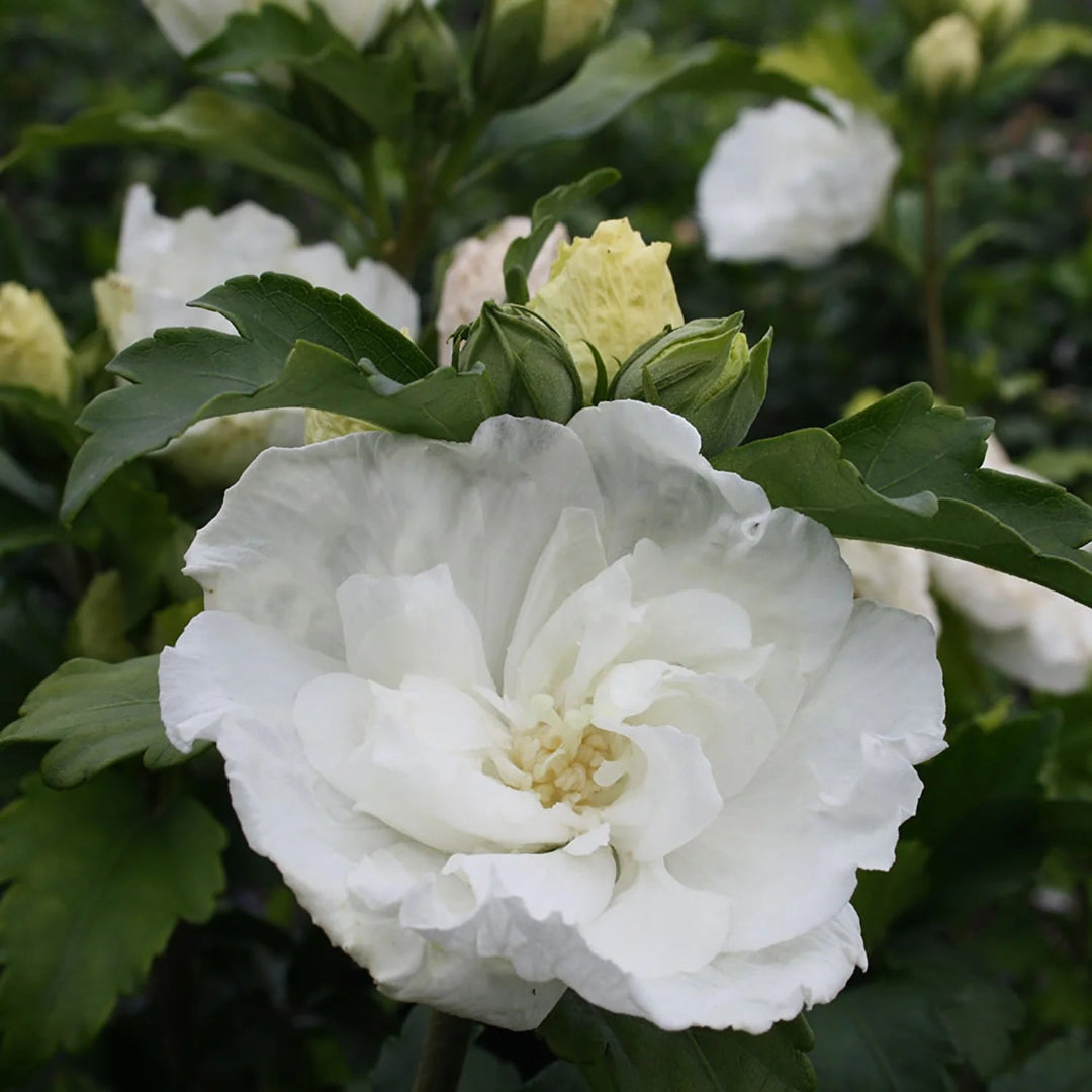Althea Single White Blooms Tree