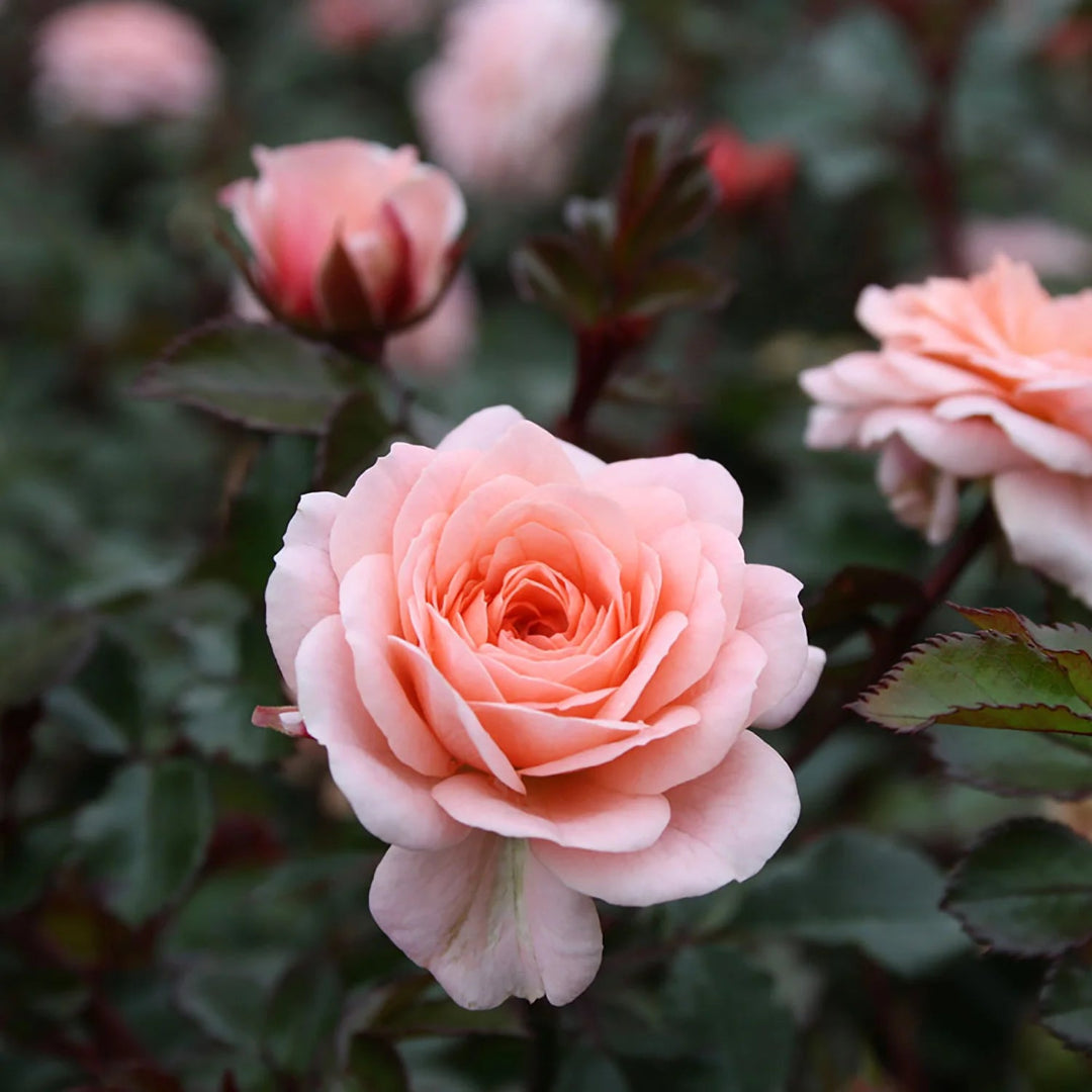 Apricot Drift Rose