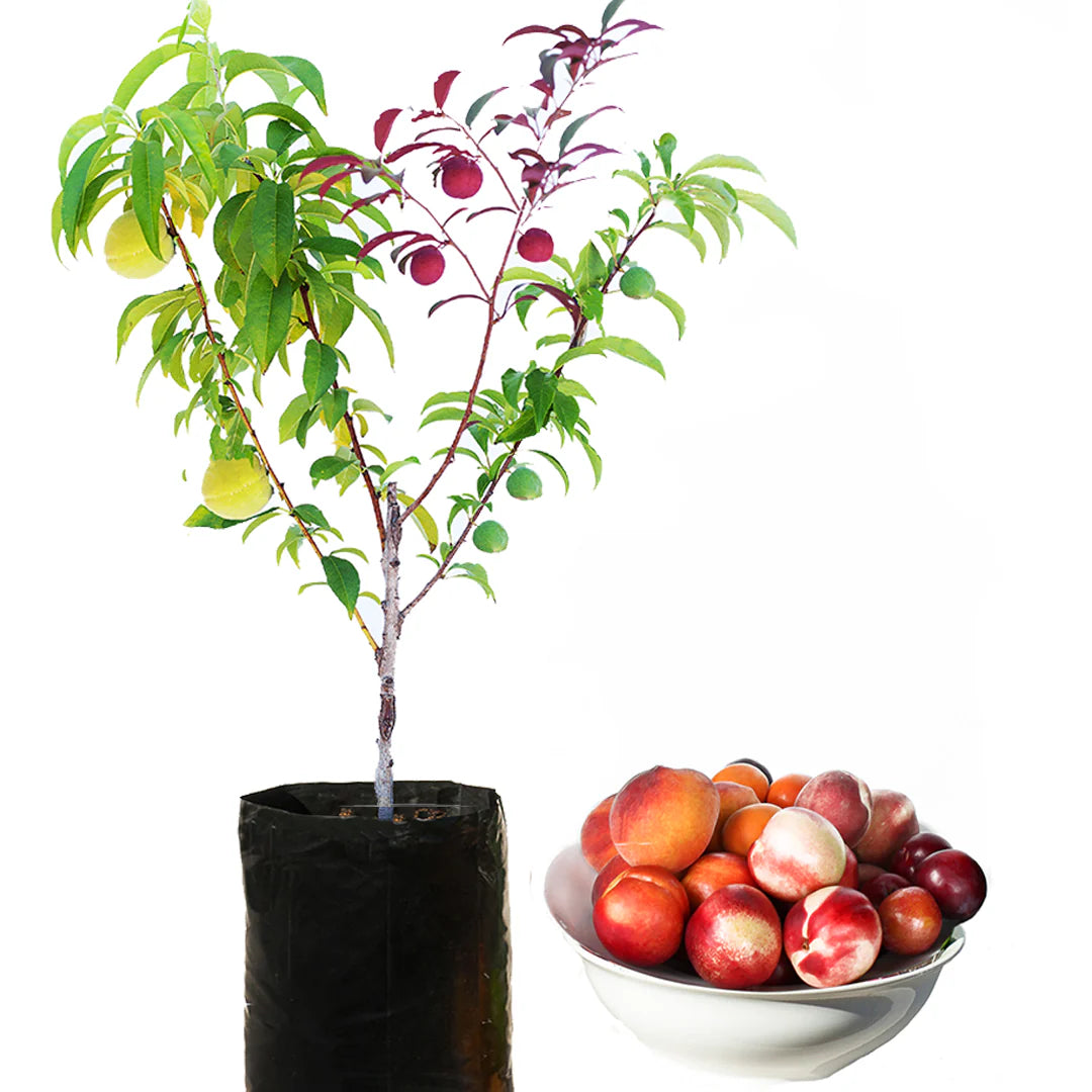 4 in 1 Fruit Cocktail Tree - 4 Different Fruits on One Plant
