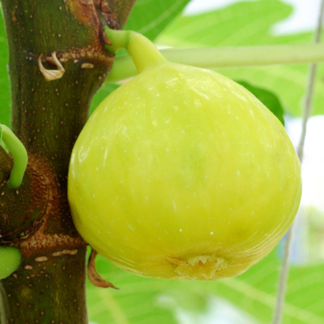 White Marsellias Fig Tree - Cold hardy