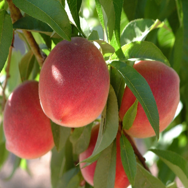 Florida King Peach Tree