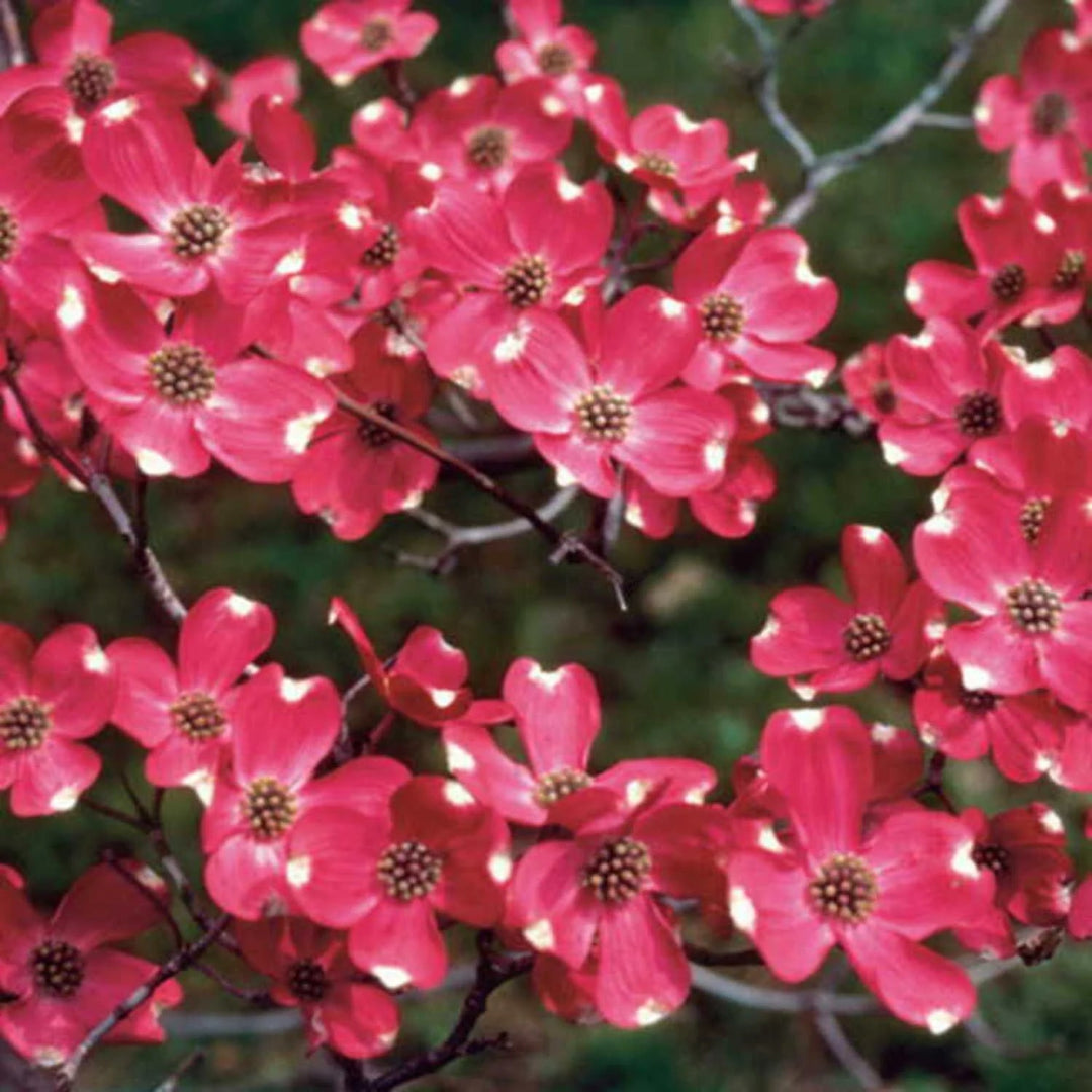 Cherokee Chief Dogwood Tree