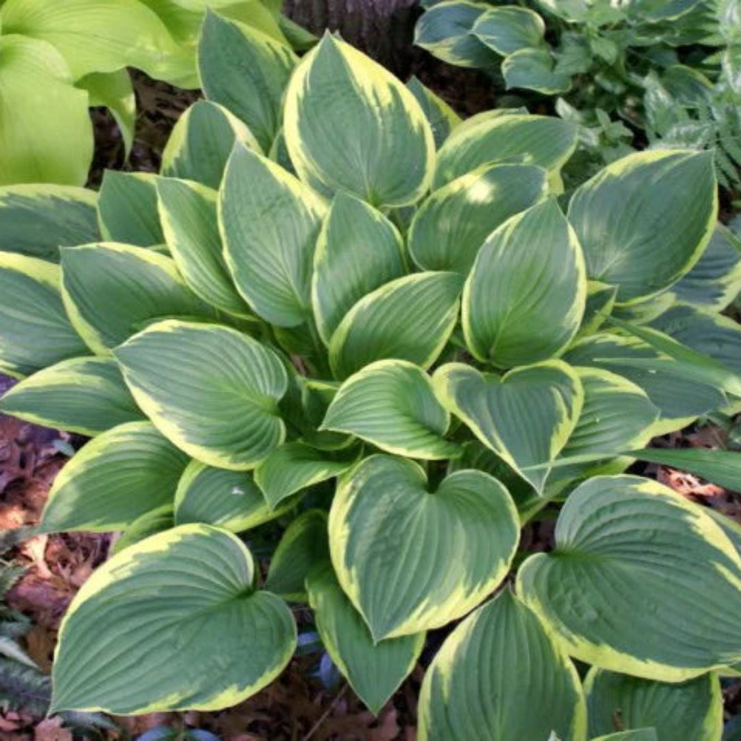 Hosta &