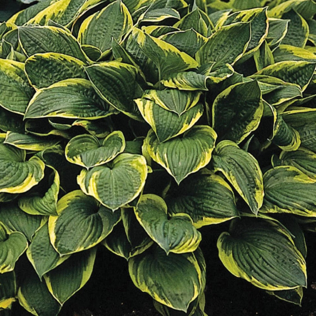 Hosta &