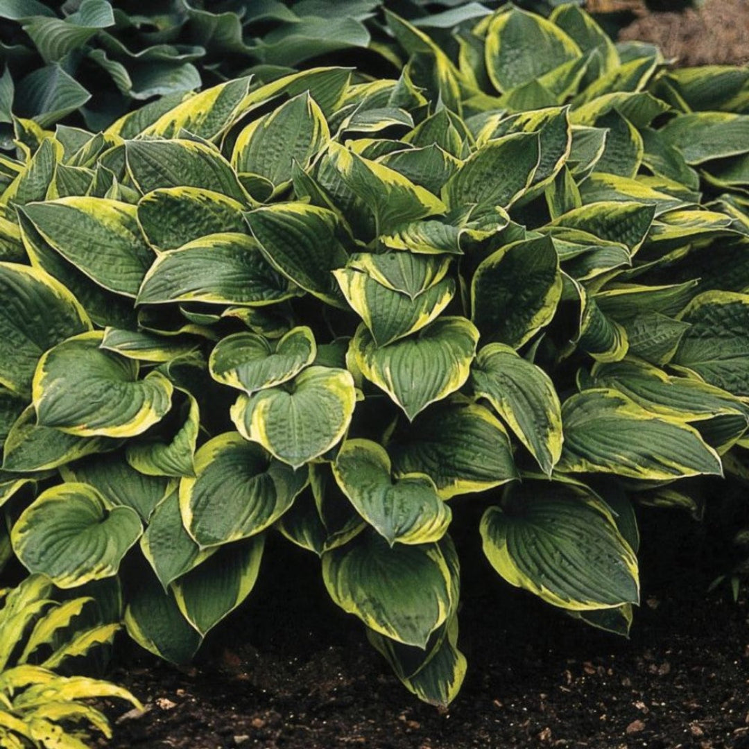 Hosta &
