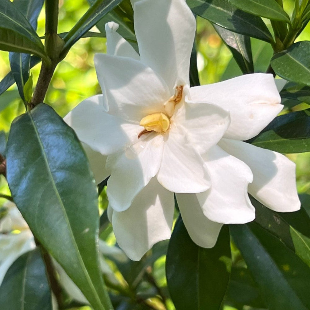Frost Proof Gardenia
